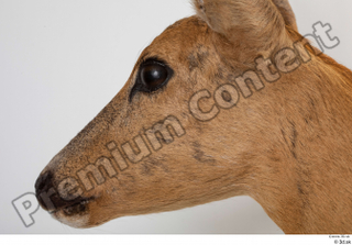 Deer Doe 2 cheek head 0003.jpg